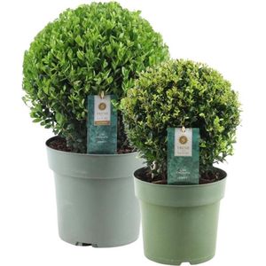 Plants by Frank | echte hulstplant in bolvorm | 1x Ilex crenata Jenny bol 20 cm Ø | 1x bol 25 cm Ø