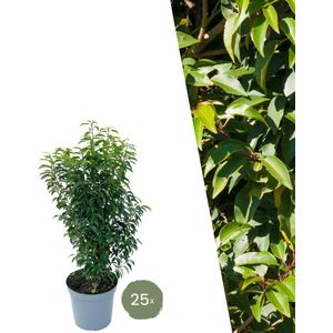 Plants by Frank | 25 grote Portugese Laurierkers planten voor 10 strekkende meter haag | ↨ 80-100 cm in 12 liter pot | Prunus Angustifolia | Haagplanten | Haagplanten Wintergroen | Haagplanten | Laurierplant