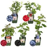 "Vruchten oase" BIO Fruitplanten mix set van 5 verschillende soorten | 100% Biologisch gekweekt