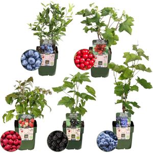 Plants by Frank | ""Vruchten oase"" BIO Fruitplanten mix set van 5 verschillende soorten | 100% Biologisch gekweekt | Fruittuin | Fruit | Planten | Tuinplanten