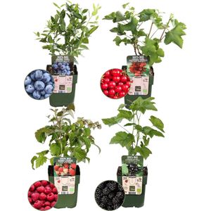 Plants by Frank | ""Vruchtenparadijs"" BIO Fruitplanten mix set van 4 verschillende soorten | 100% Biologisch gekweekt | Fruittuin | Fruit | Planten | Tuinplanten