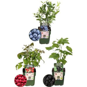 Plants by Frank | ""Vruchten feestje"" BIO Fruitplanten mix set van 3 verschillende soorten | 100% Biologisch gekweekt | Fruittuin | Fruit | Planten | Tuinplanten