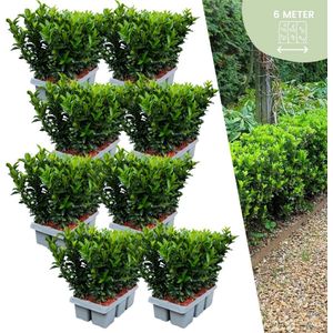 Plants by Frank - 48 Groene Kardinaalsmuts - Haagplanten - Winterhard - Groenblijvend