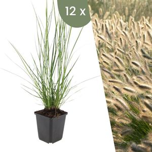 Plants by Frank | 12 Lampenpoetsergras Planten | Pennisetum alopecuroides 'Hameln' | Winterharde bodembedekker planten | tuinplanten | Siergrassen | Winterharde vaste planten meerjarig | Winterharde tuinplanten