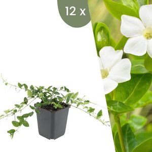 Vinca Minor 'Alba' - Winterharde Bodembedekker - Witte Bloemen - Tuinplant