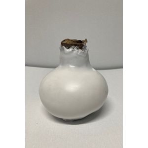 Wax amaryllis wit - wax bol