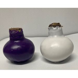 Wax amaryllis duo paars/wit - wax bol