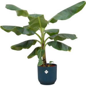 Bananenplant (Musa) + elho Vibes Fold Round blauw Ø22 - 100cm