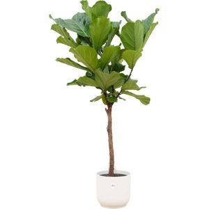 Ficus Lyrata stam + elho Vibes Fold Round wit Ø30 - 160cm