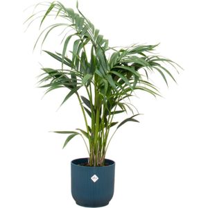 Kentia palm + elho Vibes Fold Round blauw Ø25 - 130 cm