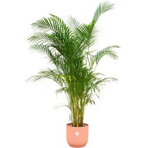 Green Bubble - Dypsis Lutescens (Areca palm) inclusief elho Vibes Fold Round roze Ø30 - 160cm