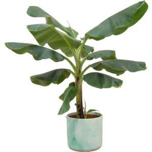 Bananenplant (Musa) + Elho Ocean Round Pacifisch groen Ø22 - 100 cm