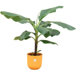 Bananenplant (Musa) + elho Jazz round amber yellow Ø23 - 120 cm