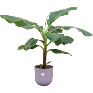 Bananenplant (Musa) + elho Jazz round lavender lilac Ø23 - 120 cm
