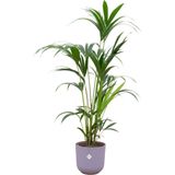 Green Bubble - Kentia palm inclusief elho Jazz Round lavender lilac Ø26 - 160 cm
