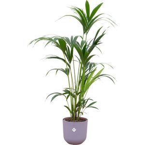 Green Bubble - Kentia palm inclusief elho Jazz Round lavender lilac Ø26 - 160 cm