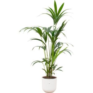 Kentia palm + elho Jazz Round wit Ø26 - 160 cm