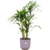 Green Bubble - Kentia palm inclusief elho Jazz Round lavender lilac Ø23 - 130 cm
