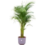 Green Bubble - Dypsis Lutescens (Areca palm) inclusief elho Jazz Round lavender lilac Ø26 - 140cm