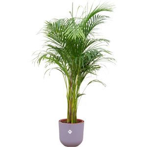Areca Palm + elho Jazz Round lavender lilac Ø26 - 140cm
