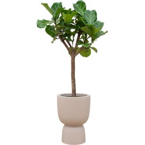 Green Bubble - Ficus Lyrata boom inclusief elho Pure Coupe Balanced Beige Ø41 - 210 cm