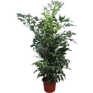 Vissenstaartpalm - Caryota Mitis hoogte 270 cm potmaat 50cm