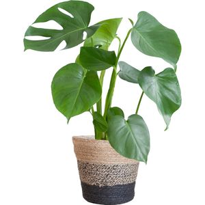 Monstera Deliciosa met Lissabon mand zwart - 50cm - Ø17