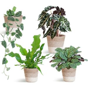 Exotische kamerplanten set met unieke bladeren in een  siervolle  mand