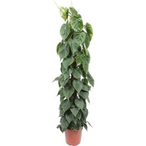 Philodendron scandens mosstok - 150 cm - ø27