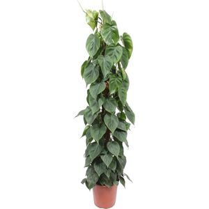 Philodendron Scandens mosstok - 150 cm - ø27