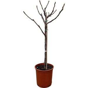 Ficus Carica op stam - 100 cm - Ø20