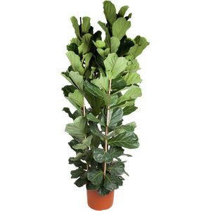 Tabaksplant - Ficus Lyrata XXL struik hoogte 250cm potmaat 48cm
