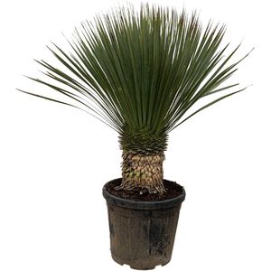 Yucca rostrata - 120cm- ø35