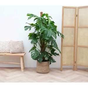 Monstera Deliciosa XXL - 150cm - ⌀27