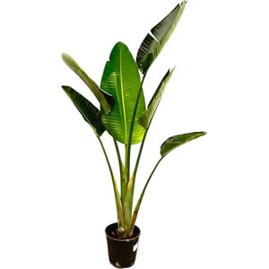 Paradijsvogelplant - Strelitzia Augusta hoogte 180cm potmaat 30cm