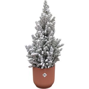 Green Bubble - Picea Glauca met sneeuw (kerstboom) inclusief elho Vibes Fold Round roze Ø22 - 60 cm