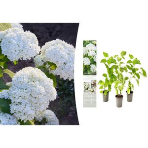 NatureNest - Hortensia - Hydrangea arb. 'Annabelle' - 3 stuks - 30-38 cm - Tuinplanten