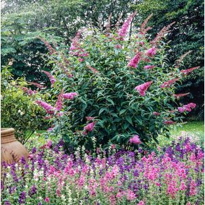 NatureNest - Vlinderstruik - Buddleja (Davidii) - roze - 3 stuks - 30-38 cm