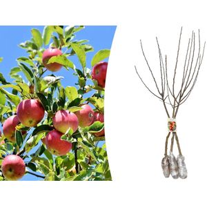 NatureNest - Appelboom (Jonagold) - Malus domestica - 3 stuks - 140-170 cm - Fruitboom