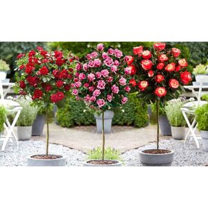 NatureNest - Stamrozen mix - Rosa - Rood, Roze, 2-kleurig - 3 stuks - 110-140cm - Tuinplanten
