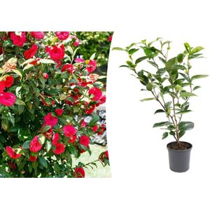 NatureNest - Camellia Struik XL 'Japanse Roos' - 1 Stuk - 55 - 65 cm