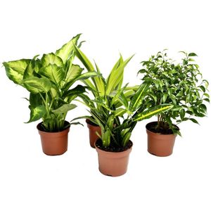 NatureNest - Trendy Kamerplanten mix - 1x Croton Sunny Star, 1x Ficus Natasja, 1x Dracaena Lemon Lime, 1x Dieffenbachia Camilla - 4 stuks - 20-30 cm