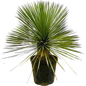 NatureNest - Palmlelie - Yucca Rostrata Op Stam - 1 Stuk - 80cm