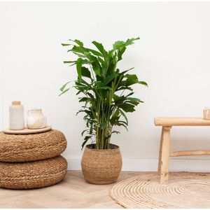 Caryota Mitis - 140cm