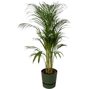 Areca palm + elho Greenville Round - Groen