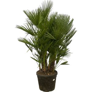 Chamaerops Humilis multistam - 180cm