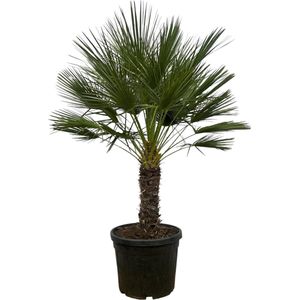 Chamaerops Humilis op stam - 150 cm - Ø45cm
