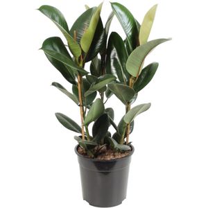 Trendyplants - Ficus Elastica Robusta struik - Rubberboom - Kamerplant - Hoogte 75-95 cm - Potmaat Ø27cm