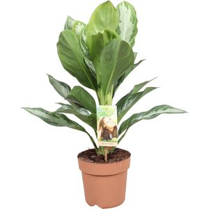 Trendyplants - Aglaonema Silver Bay - Kamerplant - Hoogte 45-65 cm - Potmaat Ø17cm