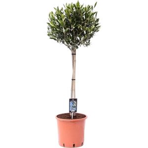 Trendyplants - Olea Olijf - Olijfboom - Tuinplant - Hoogte 90-110 cm - Potmaat Ø22cm